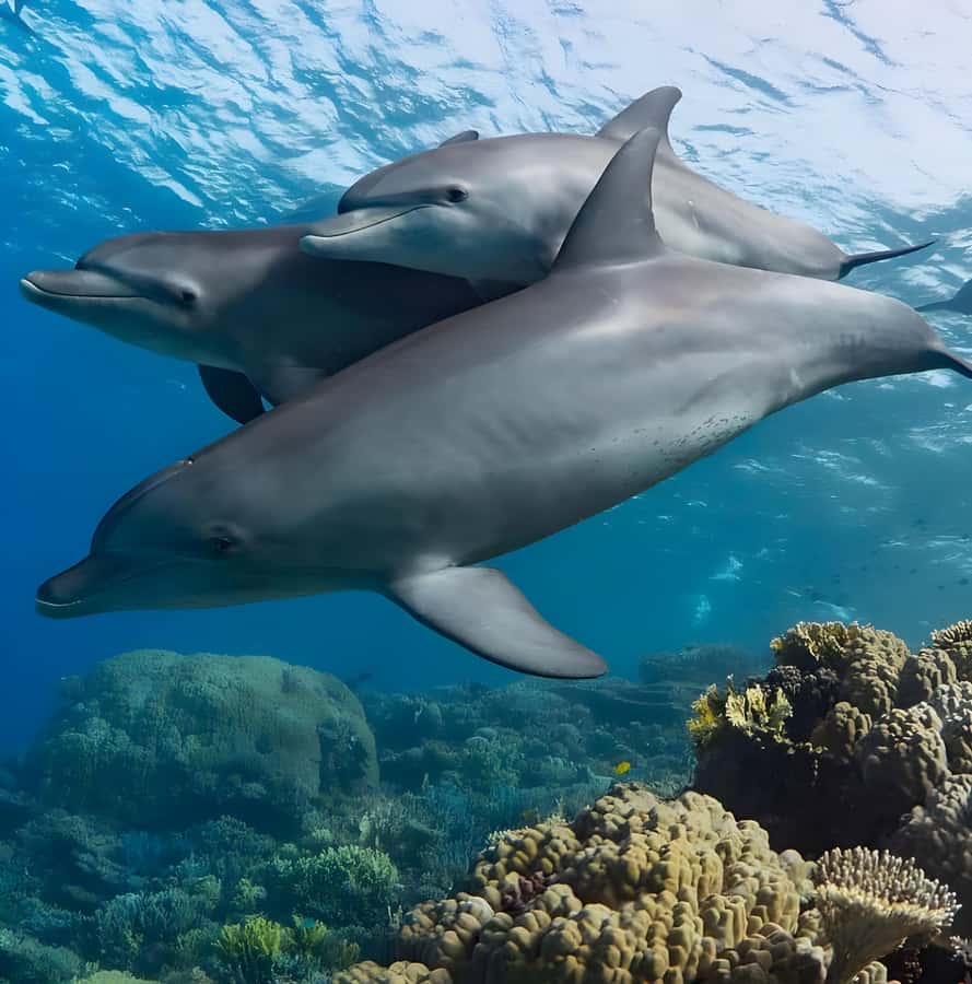 Mnemba Island: Dolphin Swim & Snorkeling with Optional Lunch - How Long the Day Really Feels