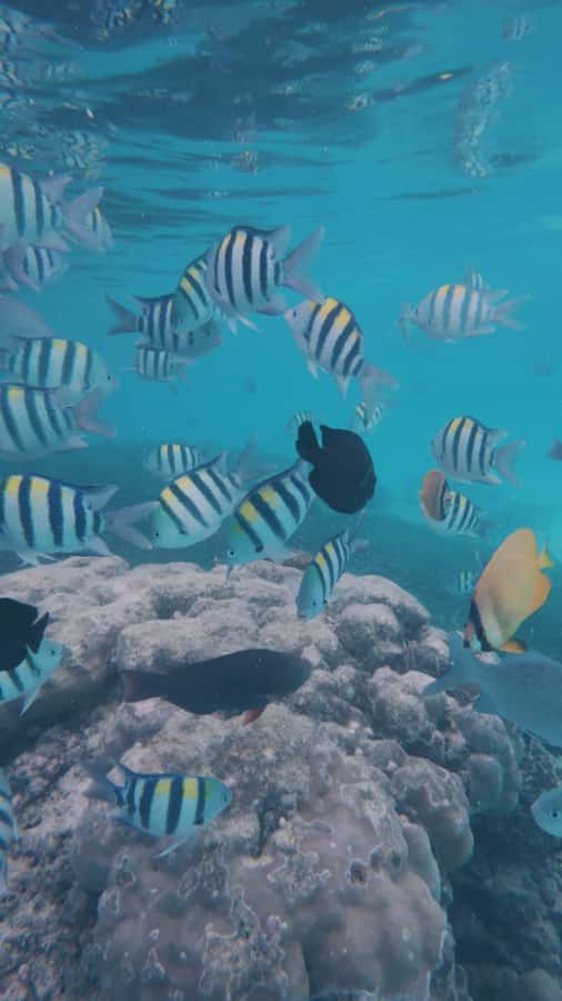 Mnemba Island: Dolphin Swim & Snorkeling with Optional Lunch - Price, Equipment, and What to Pack
