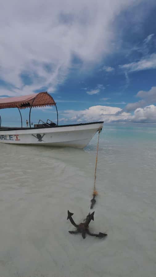 Mnemba Island: Dolphin Swim & Snorkeling with Optional Lunch - The Main Drawbacks You Should Weigh
