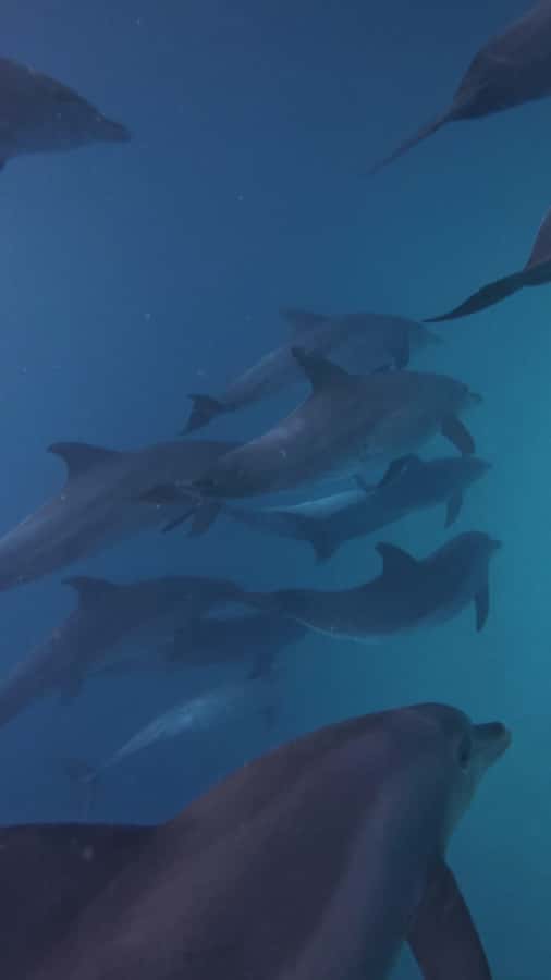Mnemba Island: Dolphin Swim & Snorkeling with Optional Lunch - Who Should Book This Mnemba Trip?