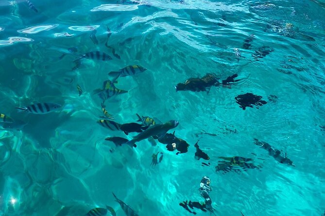 Mnemba Island Dolphin Tour and Stonetown Walking Tour - Is $120 Per Person Good Value?