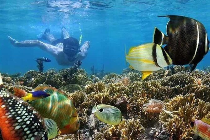 Mnemba Island Marine Safari Snorkeling and Dolphin Watching - Key points before you book