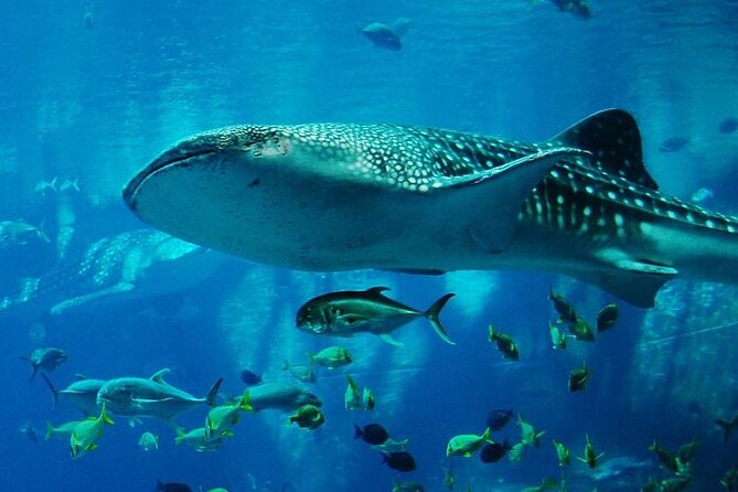 Mnemba Island Marine Safari Snorkeling and Dolphin Watching - Starting at Matemwe Beach