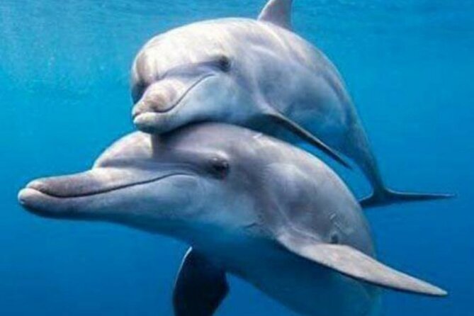 Mnemba Island Snorkeling and Dolphin tour - Booking, Weather, and Cancellation Details