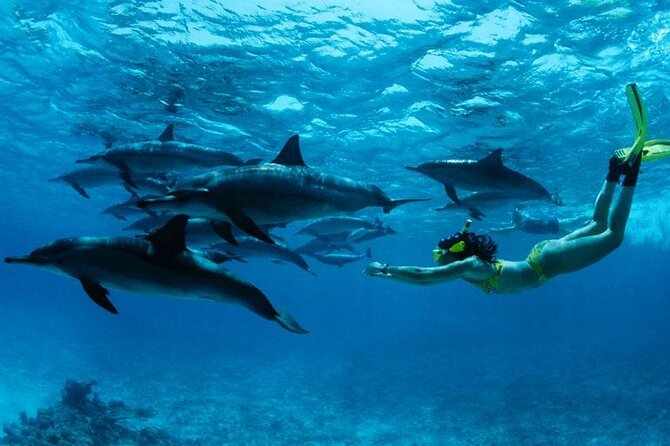 Mnemba Island snorkeling and Swimming with Dolphin - At a glance