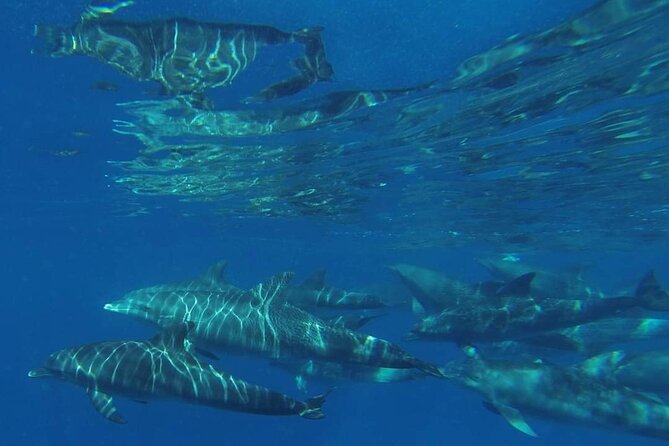 Mnemba Island snorkeling and Swimming with Dolphin - What the $55 price really buys