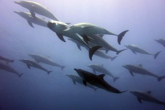 Mnemba Island snorkeling and Swimming with Dolphin - Mnemba’s reef and the fish you may see