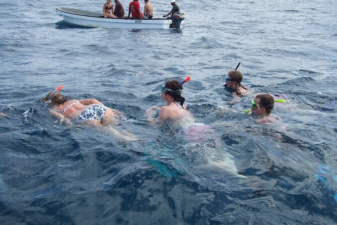 Mnemba Island Snorkeling and Swimming with Dolphins - Key points to know before booking