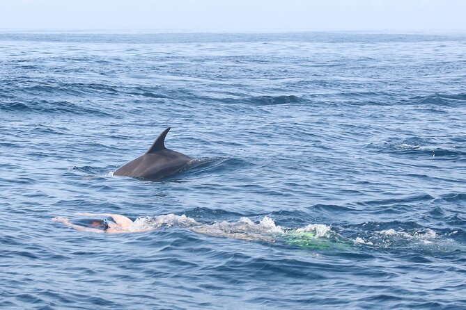 Mnemba Island Snorkeling and Swimming with Dolphins - What the Mnemba reef stop offers