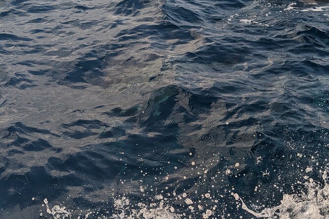Mnemba Island Snorkeling and Swimming with Dolphins - Weather, timing, and your expectations