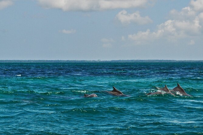 Mnemba Island Snorkeling and Swimming with Dolphins - Who will enjoy this tour most