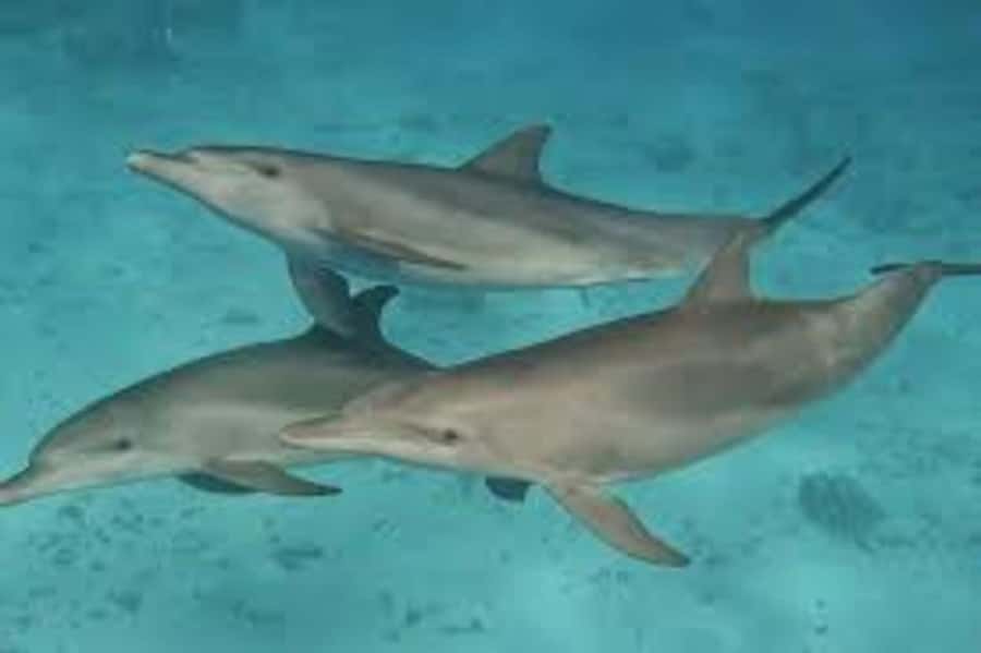 Mnemba island Swimming + snorkeling with dolphins adventure - Is $80 a fair price?