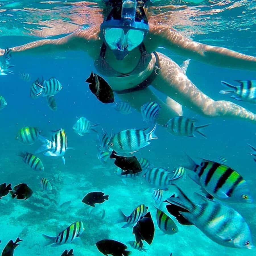 Mnemba island Swimming + snorkeling with dolphins adventure - Why Mnemba’s water is the star of the day