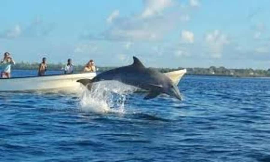 Mnemba island Swimming + snorkeling with dolphins adventure - Dolphins in the Mnemba area