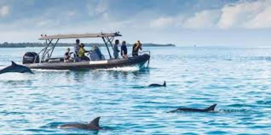 Mnemba island Swimming + snorkeling with dolphins adventure - Snorkeling over coral and fish
