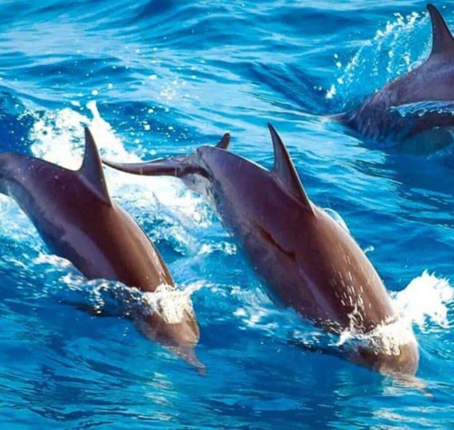 Mnemba island Swimming + snorkeling with dolphins adventure - The one-hour ride to the coast
