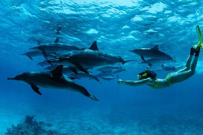 Mnemba Snorkeling, Dolphin and Baraka Natural Aquarium - The sandbank appears only when the tide allows