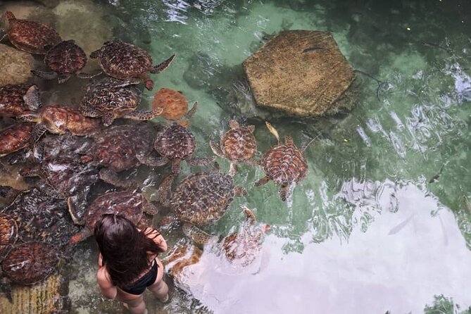 Mnemba Snorkeling, Dolphin and Baraka Natural Aquarium - Baraka Natural Aquarium brings you close to green turtles