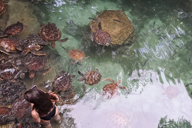Mnemba Snorkeling, Dolphin and Baraka Natural Aquarium - A small group can make the morning easier