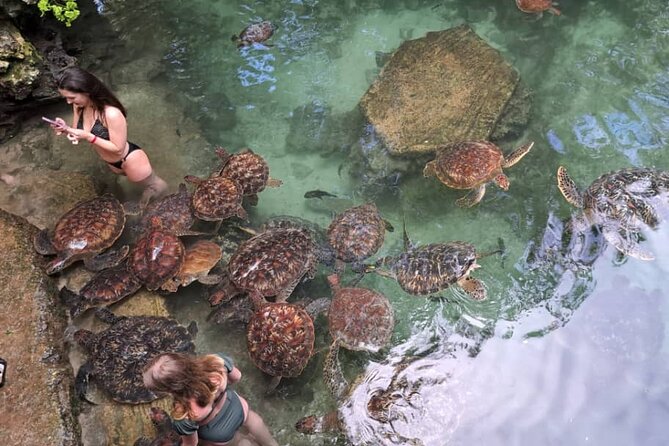 Mnemba Snorkeling, Dolphin and Baraka Natural Aquarium - Timing, tides, and weather shape the experience