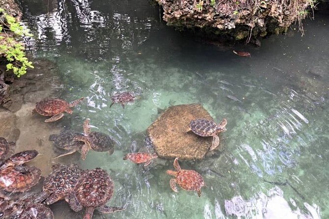 Mnemba Snorkeling, Dolphin and Baraka Natural Aquarium - Who will enjoy this Mnemba and Nungwi combination