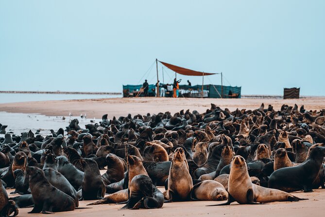 Mola Mola Marine Dolphin Cruise & Beach Braai on Pelican Point - Oysters, sparkling wine and the beach braai