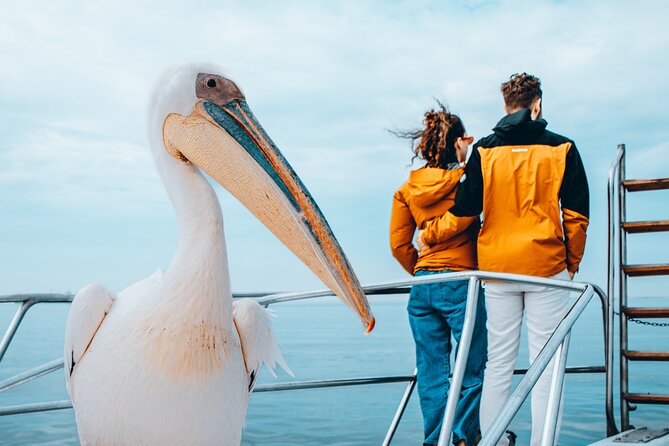 Mola Mola Marine Dolphin Cruise & Beach Braai on Pelican Point - Is $181.14 good value?