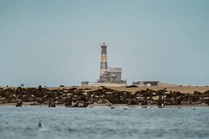 Mola Mola Marine Dolphin Cruise & Beach Braai on Pelican Point - Who will enjoy this Pelican Point cruise?