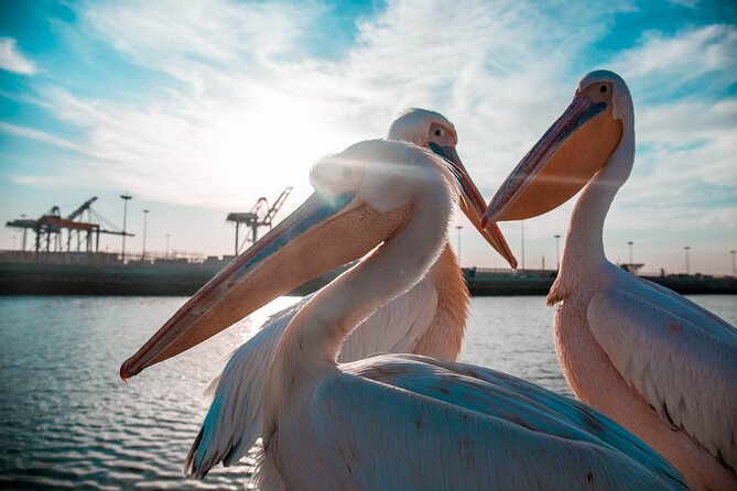 Mola Mola Marine Dolphin Cruise & Beach Braai on Pelican Point - Practical details that affect your day