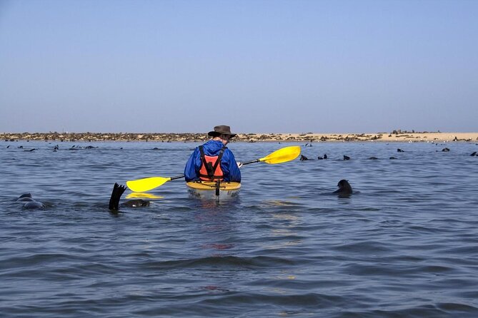 Mola Mola Marine Dolphin Cruise from the Walvis Bay Waterfront to Pelican Point - Why this Walvis Bay cruise is more than a dolphin search