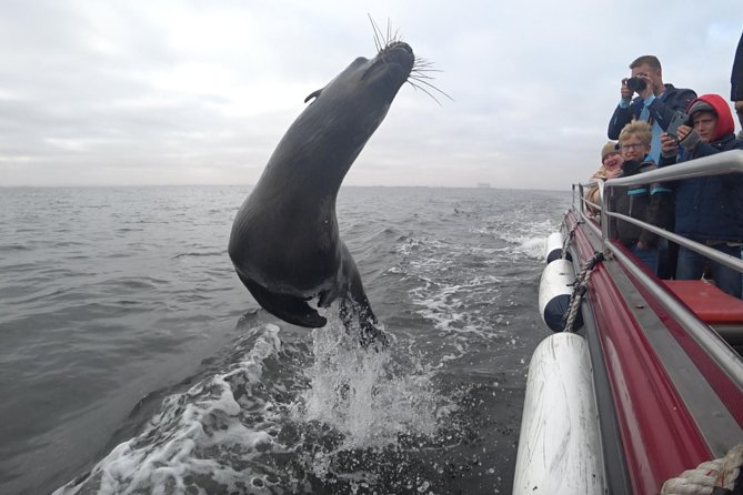 Mola Mola Marine Dolphin Cruise from the Walvis Bay Waterfront to Pelican Point - Starting at Walvis Bay Waterfront