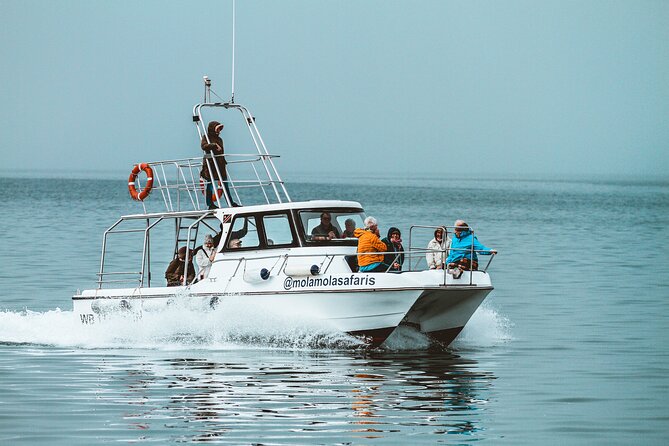 Mola Mola Marine Dolphin Cruise from the Walvis Bay Waterfront to Pelican Point - Guides, stories, and the human side of the trip