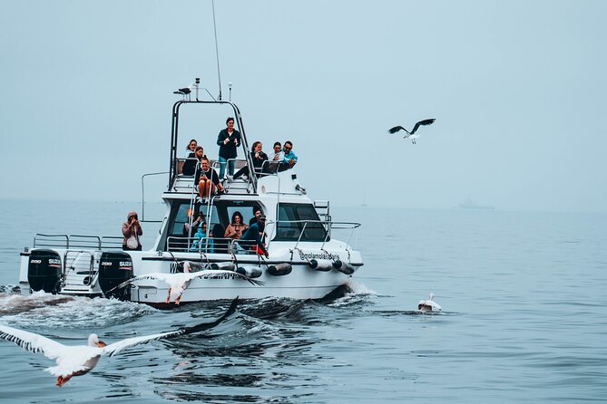 Mola Mola Marine Dolphin Cruise from the Walvis Bay Waterfront to Pelican Point - What the $90.76 price really covers