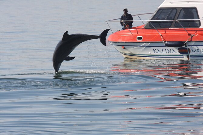 Mola Mola Marine Dolphin Cruise from the Walvis Bay Waterfront to Pelican Point - Who should book this cruise