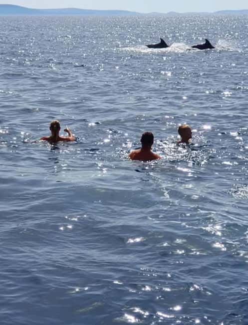 Molat Island Dolphin Watching Boat Tour 6hours TOUR - How this compares with a simple beach day