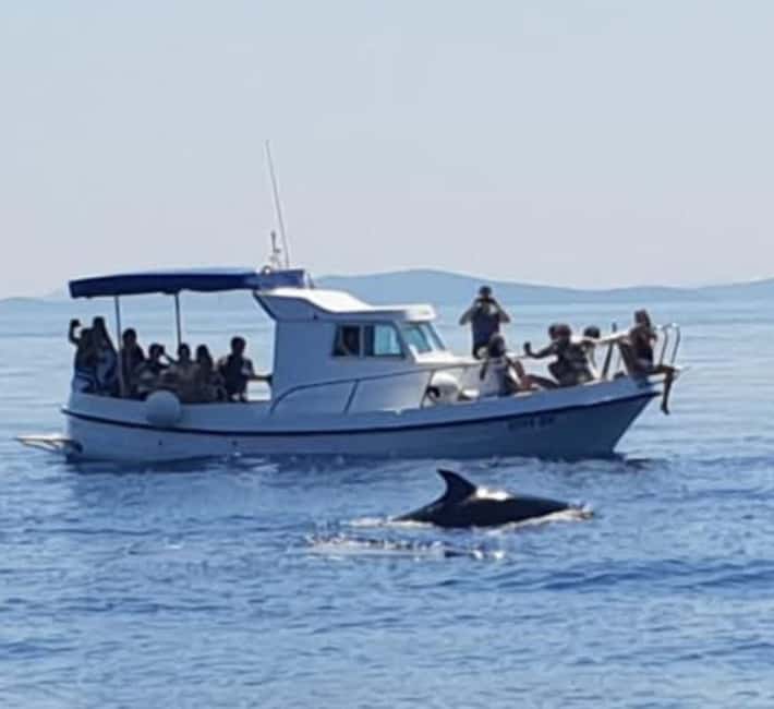 Molat Island Dolphin Watching Boat Tour 6hours TOUR - Should you book the Molat dolphin trip?