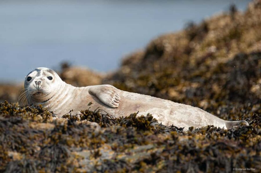 Molène Archipelago: Sea trips from Crozon. Seals, dolphins, - Seals, dolphins, and the rules of watching wildlife