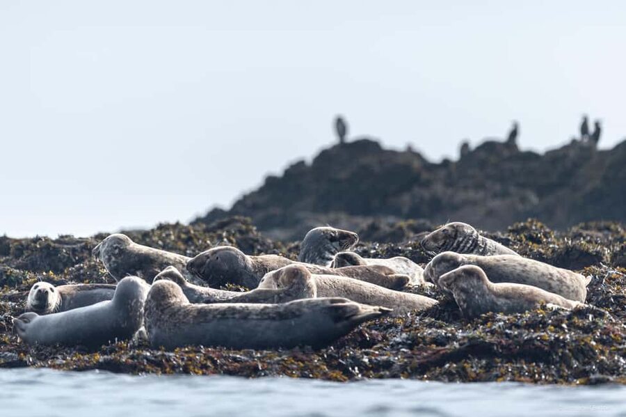 Molène Archipelago: Sea trips from Crozon. Seals, dolphins, - A proper stop on Molène Island