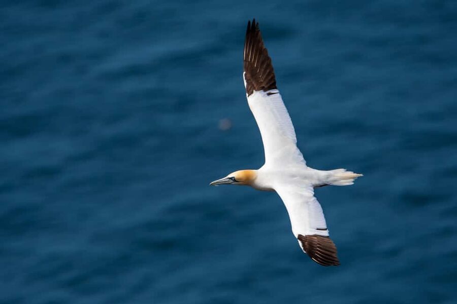 Molène Archipelago: Sea trips from Crozon. Seals, dolphins, - Is $129 a fair price?
