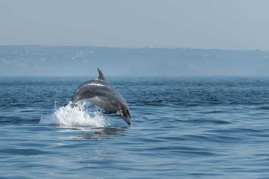 Molène Archipelago: Sea trips from Crozon. Seals, dolphins, - Leaving Camaret and reading the coast