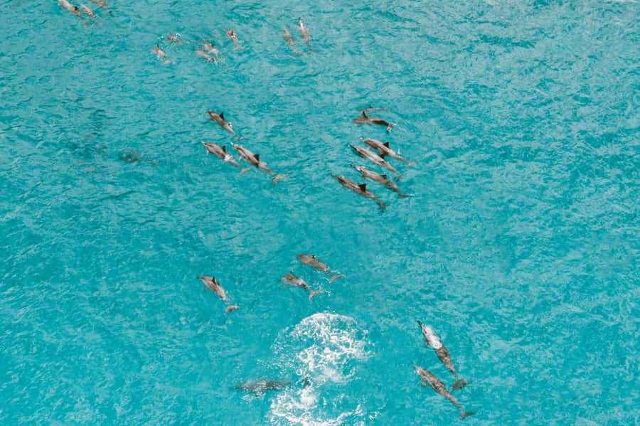 Mombasa: Wasini Dolphin Tour - What to pack for the boat and island