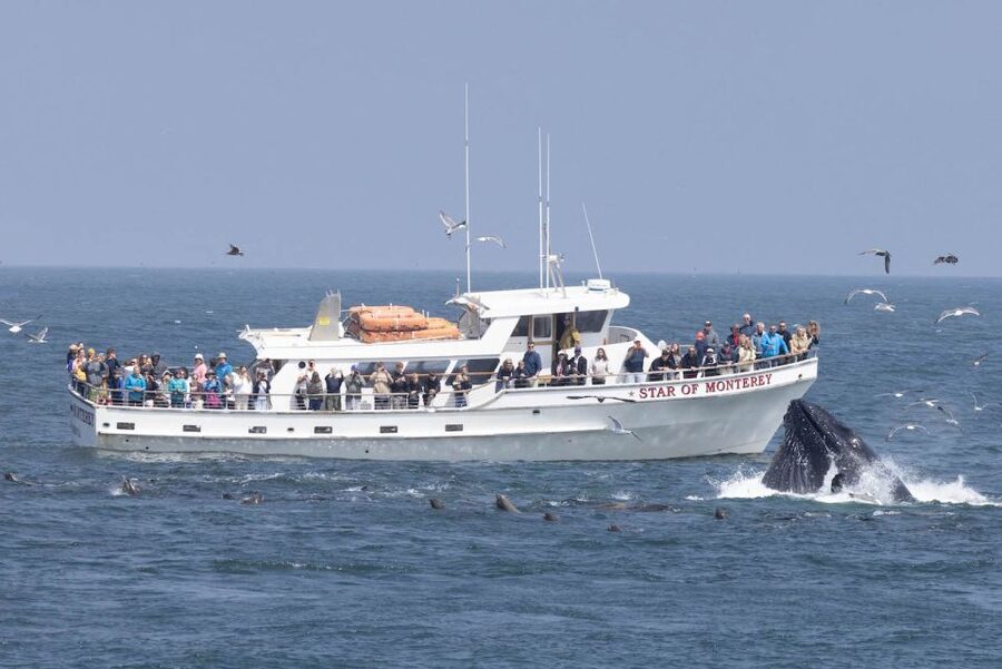 Monterey: Monterey Bay Dolphin and Whale Watching Boat Tour - Key points before you book