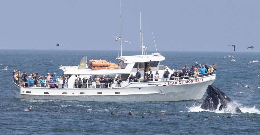 Monterey: Monterey Bay Dolphin and Whale Watching Boat Tour - Searching the deeper water for humpbacks