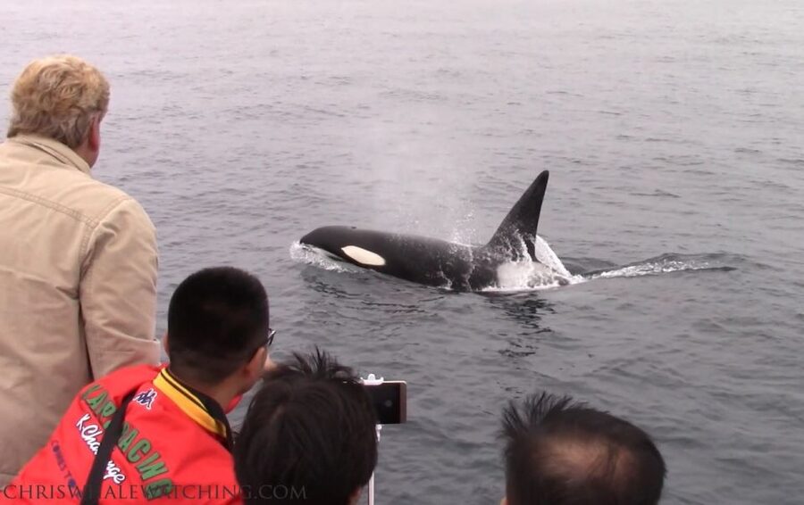 Monterey: Monterey Bay Dolphin and Whale Watching Boat Tour - Making the most of the wharf before and after