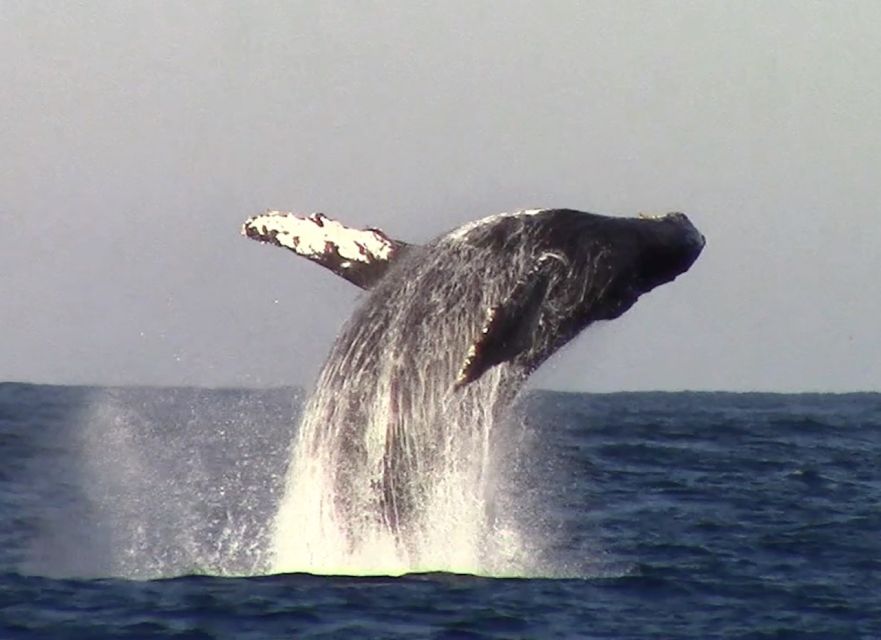 Monterey: Monterey Bay Dolphin and Whale Watching Boat Tour - Who should book this Monterey whale tour?
