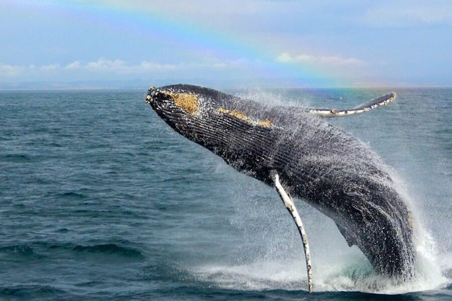 Monterey: Monterey Bay Dolphin and Whale Watching Boat Tour - Should you book it?