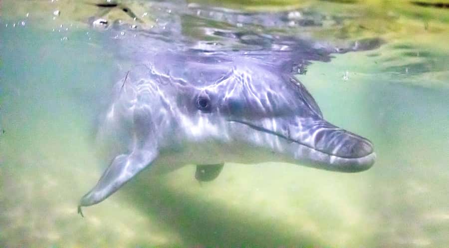 Moreton Island: Tangalooma ATV Quad Bike & Dolphin Feeding - Making the most of your free afternoon