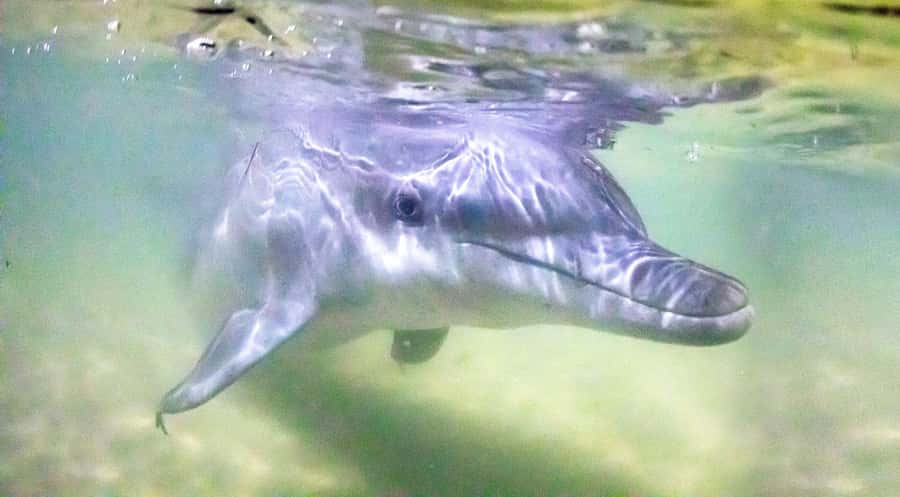 Moreton Island: Tangalooma Snorkeling Tour & Dolphin Feeding - The 75-minute crossing from Brisbane to Tangalooma