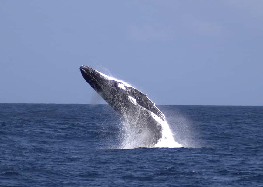 Moreton Island: Tangalooma Whale Watching & Dolphin Feeding - Key points to know before booking