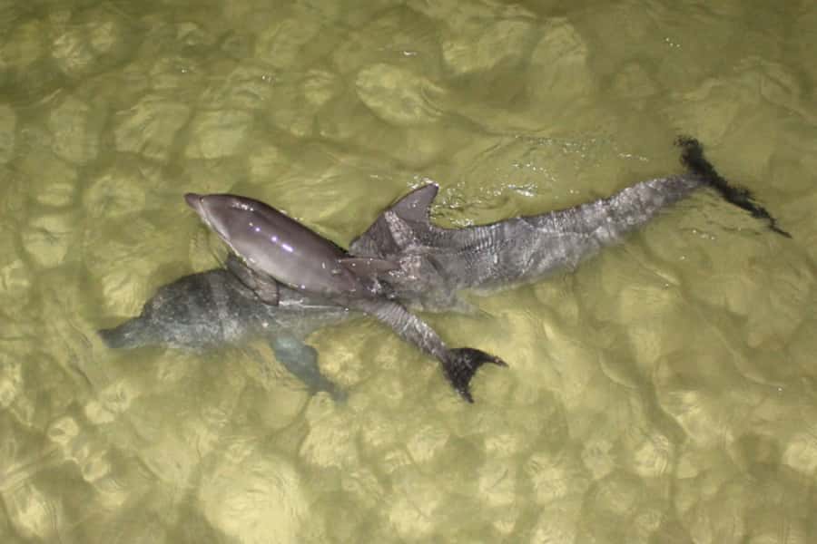 Moreton Island: Tangalooma Whale Watching & Dolphin Feeding - Should you book the Moreton Island whale and dolphin day?